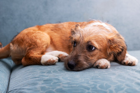 A small brown and white puppy is comfortably laying on a soft blue couch, enjoying its cozy spot and...
