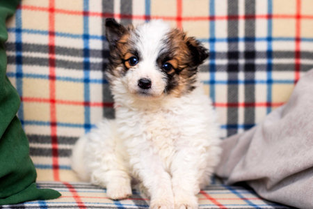 A small white dog is comfortably sitting on a soft plaid blanket that provides warmth and a cozy spot for relaxation and comfortの写真素材