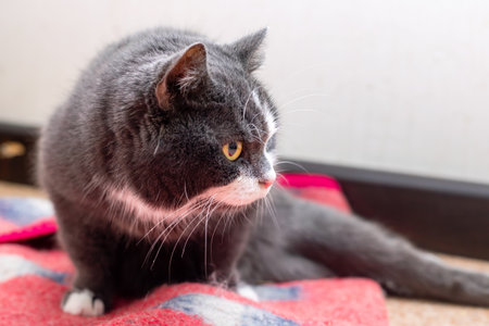 A black and white cat is calmly sitting on a vibrant red rug, providing a striking contrast that...