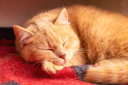 An orange cat, with its soft fur, is peacefully sleeping on a cozy red and blue blanket, creating a vibrant color contrast around itの写真素材