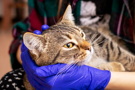 A person, who is wearing blue gloves, is gently holding a cat in their hands