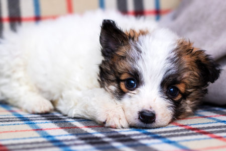 A small brown and white puppy is comfortably laying on a cozy plaid blanket, enjoying its rest and...