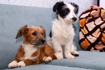 A brown and white dog is comfortably laying on a cozy blue couch, enjoying its relaxation time in...