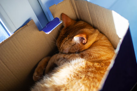 A fluffy orange cat is comfortably laying down inside a cardboard box that provides a cozy spot for...
