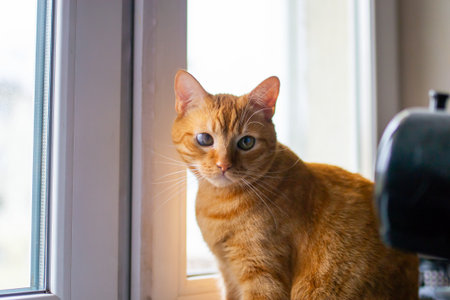 An orange cat, with its vibrant fur, is peacefully lying on a sunny window sill, gazing intently out...