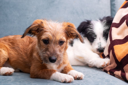 Two adorable puppies are comfortably laying on a cozy couch right next to a soft, warm blanket,...