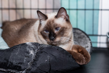 A brown and white cat is comfortably sitting inside a cage, patiently observing its surroundings...