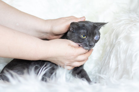 A person gently and affectionately pets a black and white cat that is comfortably resting on a soft...