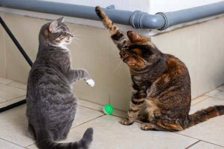 Two playful and energetic cats are happily enjoying a vibrant green toy together in a cozy and warm...