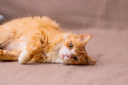A fluffy orange and white cat is comfortably laying on a soft couch, enjoying its surroundings and...