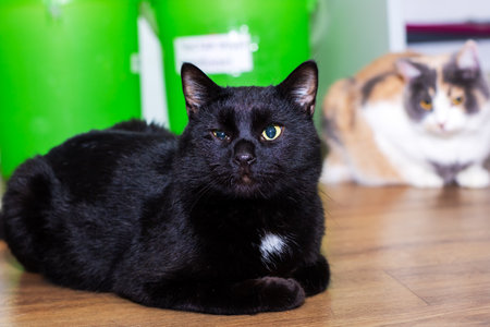 A sleek black cat with striking yellow eyes is comfortably laying on the floor, looking relaxed and...
