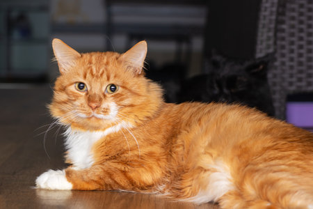 An orange and white cat on a wooden floorの写真素材
