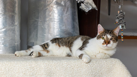 A fluffy cat is lying on a soft blanket, curiously looking at the cameraの写真素材