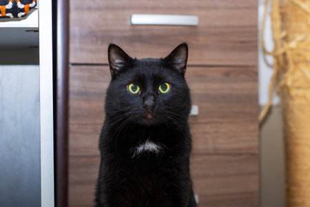 A black cat is currently standing right next to a yellow dog bedの写真素材