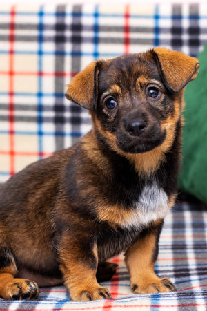 A small brown and white puppy is comfortably sitting on a plaid couchの写真素材