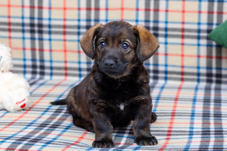 A small puppy is comfortably sitting on a cozy plaid blanket on a couchの写真素材