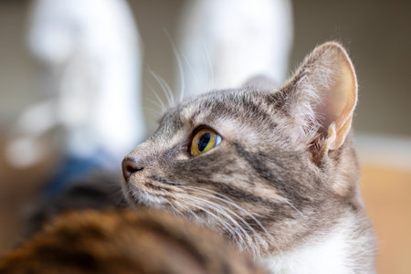 A close up image depicting a cat gazing upward at something above itの写真素材