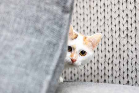 A white and orange cat peeks out from behind knitted fabricの写真素材