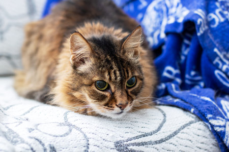 A fluffy cat is lounging on a cozy couch with a blue blanketの写真素材