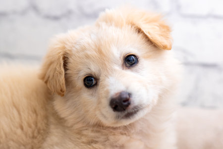 A close up shot of an adorable puppy gazing curiously at the cameras lens in a bright and engaging mannerの写真素材