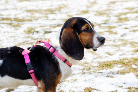 A black and white dog, who is wearing a cute, bright pink harness, is confidently standing in the...