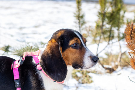 A dog that is wearing a bright pink harness is standing proudly in the soft, white snow, enjoying...