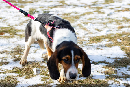 A cute dog, which is wearing a bright pink harness, is currently sniffing something interesting...