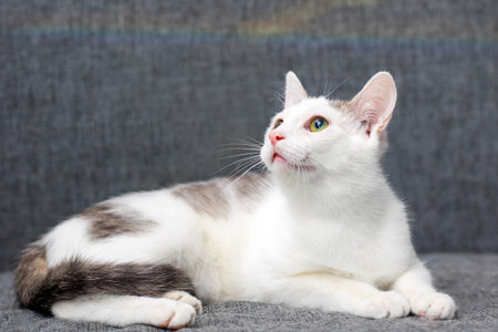 A charming white and brown domestic cat, adorned with striking green eyes, is comfortably laying...