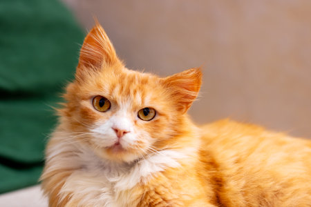A fluffy orange and white cat is comfortably laying on a soft couch, enjoying its surroundings and...