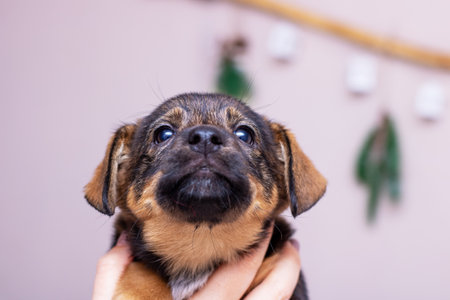 A person is gently holding a cute brown and black puppy in their hands, showing tenderness and affection towards the adorable animalの写真素材