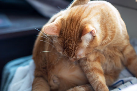 A close up view of a domestic cat meticulously cleaning itself on a soft bed, showing its grooming habits and fluffy furの写真素材