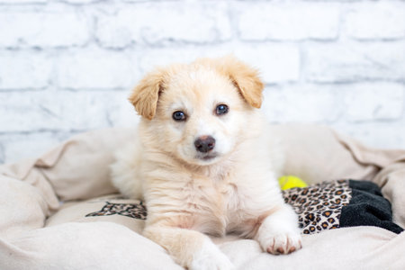 A small puppy is comfortably laying on a soft blanket inside its cozy dog bed, curiously looking at...