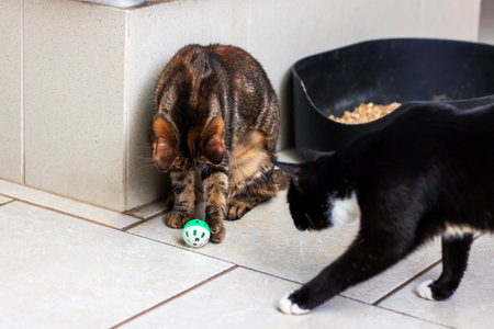 Two playful cats are happily engaging with a colorful toy that has been placed on the floor for...