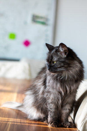 A cute cat is comfortably sitting on a wooden table with its eyes softly closed, appearing peaceful and serene in its environmentの写真素材