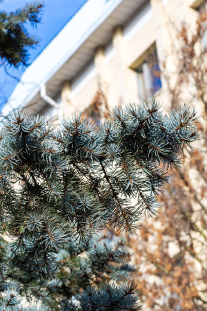 This image features a closeup view of a tree branch, displaying intricate details, with a building...