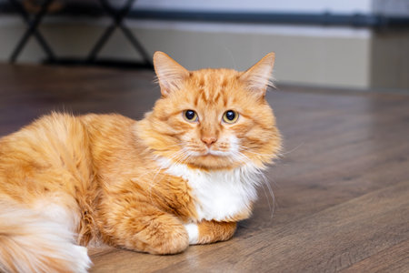 A fluffy orange and white cat is comfortably laying on a wooden floor, and theres milk spilling out...
