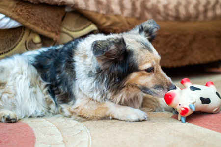 A dog is comfortably laying on the floor with a colorful toy secured in its paws, looking quite relaxed and content in its surroundings