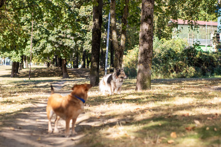 In a serene park, two playful dogs are happily walking down a winding path, enjoying the beautiful surroundings and each others companyの写真素材