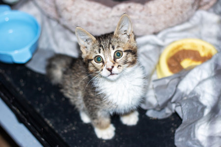 A small, adorable kitten is sitting on a wooden table, next to a colorful bowl filled with delicious food for it to eatの写真素材