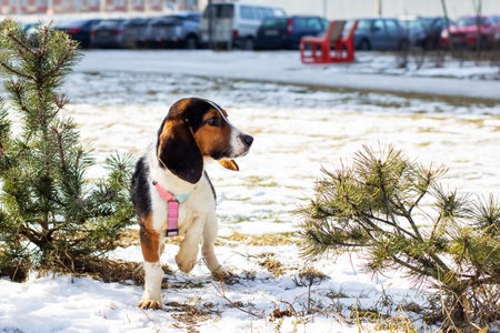 A small dog that is wearing a cute, stylish pink harness is standing proudly in the fresh snow,...