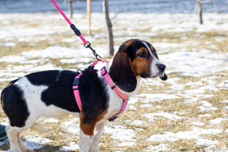 A beagle dog is happily walking on a leash in the snowy weatherの写真素材