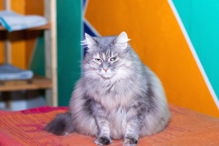 A fluffy gray and white cat is comfortably sitting on a soft bed, looking content and peaceful as it enjoys its cozy spotの写真素材