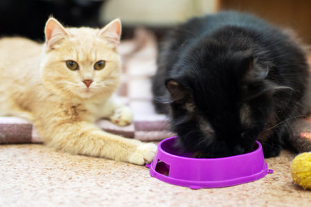 Two playful cats are happily eating their meals from purple bowls that are placed on the floor in...