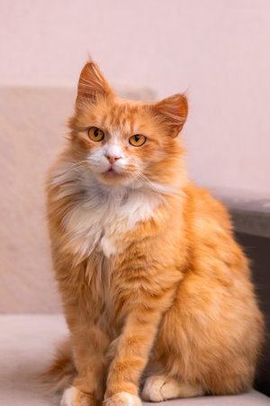 An orange and white cat sits on a couch, looking at the cameraの写真素材