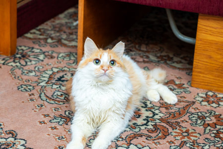 There is an orange and white cat comfortably laying on its back on a soft rugの写真素材