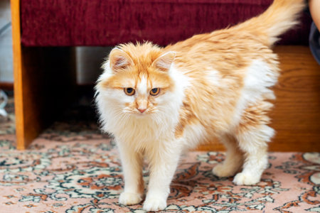 A fluffy orange and white cat is confidently standing on a soft rugの写真素材