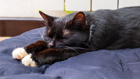 A black cat with striking yellow eyes is laying comfortably on a blue bedの写真素材