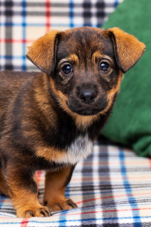 A small brown and white puppy is comfortably sitting on a plaid couchの写真素材