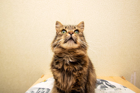 A cat is comfortably sitting on a wooden table while curiously looking up at the camera, possibly...