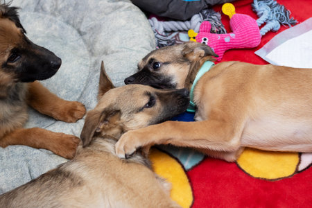Two fawn dogs reclining on a cozy blanket with a pink toy visible in the background, showcasing the...
